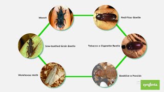 Greenbug Media  Syngenta Professional Solutions Actellic 50EC [upl. by Bock]