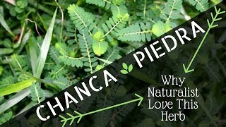 Chanca Piedra Benefits Why Naturalists Love this Herb [upl. by Elleirol863]