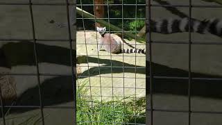 Ringtailed lemur Filmed at the Yellow River Wildlife Sanctuary in Lilburn GA [upl. by Opalina]