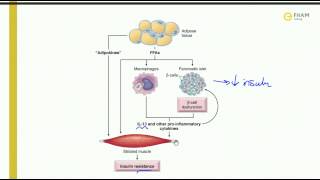 Pathophysiology of insulin resistance [upl. by Churchill946]