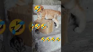 Confused cat reacts to mouse🐁baby cats shorts video viral🤣🤣😂😂 [upl. by Dirfliw]