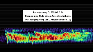 Amselweibchen  Gesang und Rufe  Amselgesang 7  2023 733 [upl. by Natalya]