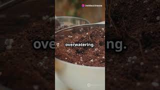 How to Make Perfect Indoor Plant Soil at Home Easy amp Affordable [upl. by Rafaela]