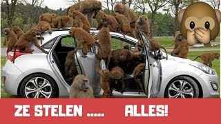 APEN die STELEN Compilatie 🐒🤣 [upl. by Bozovich]