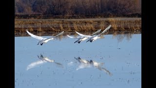 Tundra Swan Family Fly out [upl. by Ahsennek464]