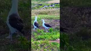 Laysan Albatrossnatureseabirdsnaturelovershawaiialbatrosssealifebirdsshorts [upl. by Hultin]