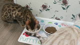 Wellness Core Grain Free Kitten Food Review 😺 [upl. by Suki]