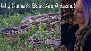 All About Dumerils Boas [upl. by Langelo]