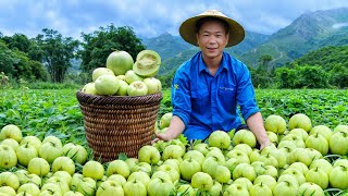 Honeydew Melon  quotWater Bombquot Fruit for Daughter  Harvest Melon Goes to Market Sell  Ly Trung Thu [upl. by Simpkins933]