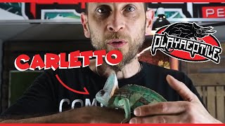 Carletto il camaleonte  PLAYREPTILE [upl. by Krucik]