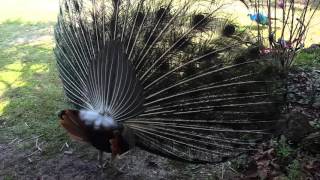 Peacock and Peahen mating rituals [upl. by Anissej460]