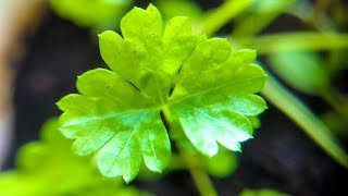 How to Grow Cilantro Indoors from Seed  Dhania Coriander [upl. by Ydde]