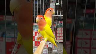 লাভবার্ডপাখিরদাম লাভবার্ড লাভবার্ডপাখি Lovebird Birds short shorts foryou viralvideo [upl. by Aimal]