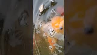 Goldfish 🐠 feeding with Tubifex Worm Cubes 🪱 [upl. by Hammad]