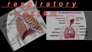 Respiratory systemOverview of Human Respiratory system [upl. by Atinor169]