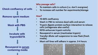 Passaging Cells Exercise for Teaching Lab [upl. by Neelsaj196]