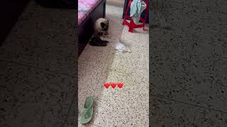 Voyage Voyage 😌 trending puglove cute doglover youtubeshorts viralvideo [upl. by Lladnik586]