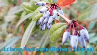 Julianes Berberitze Berberis julianae [upl. by Ordnazil]