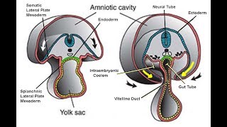 EMBRYOLOGY IX Folding of the Embryonic Disc and Related Disease [upl. by Lewej]