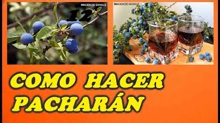 Como Hacer Pacharán CASERO  Todo Huerta y Jardín [upl. by Lerner]