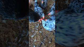 Is My Rooster A Chicken Egg Cannibal rooster [upl. by Euqimod506]