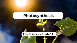 Photosynthesis [upl. by Yraccaz]