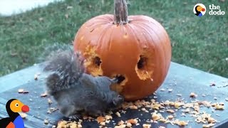 Squirrel Carves His Own Pumpkin  The Dodo [upl. by Anilrats]