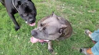 Taking our Cane Corso to the dog park Part1 [upl. by Parik]