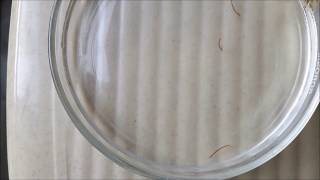 Bloodworm  Chironomidae  Larvae of Midge Fly [upl. by Abeu]