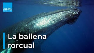 La BALLENA RORCUAL un discreto CETÁCEO que vive en el MEDITERRÁNEO [upl. by Iris978]