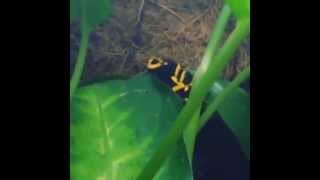 Dendrobates leucomelas calling [upl. by Acenahs]