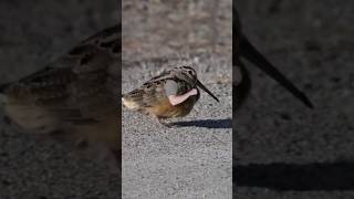 dancing woodcock bird 🐦 woodcock birds tranding [upl. by Delainey742]