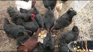 How I feed 30 chickens for 125 a day [upl. by Web]