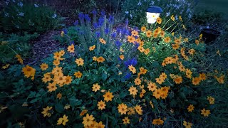 Dividing Perennial Coreopsis 🌼🌼🌼 [upl. by Drusus107]