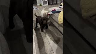 Watch This Puppy Bark for the First Time 🐶💖 [upl. by Ehrsam242]