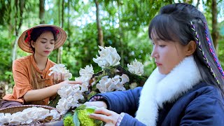 Help Liziqi harvest wild mushrooms growing on dry tree trunks in the forest cook a happy dinner [upl. by Aridaj]