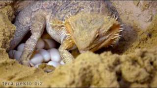 Bearded dragon laying eggs [upl. by Ahsitaf278]