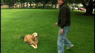 Golden Retriever  Dog Training Intro with Voice and Hand Commands [upl. by Callahan]