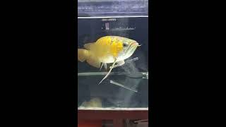 SUPER RED AROWANA  Telat ngasih lampu tanning jadi kuning [upl. by Attekal]