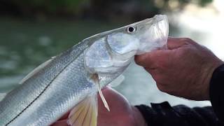 Fishing the Florida Keys for snook redfish and tarpon [upl. by Teeniv]