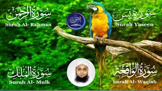 Ep 474 Surah Al waqiah beautiful recitation  Surah Al waqiah  Surah Al mulk  Holy Quran [upl. by Cora]