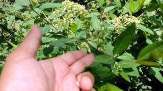 Capital Naturalist Dogbane [upl. by Gahan]