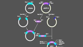 Ad hoc Cloning [upl. by Tedra]