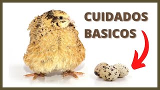 👉 CUIDADOS Básicos de la CODORNIZ Como Criar CODORNICES en Casa Curso de Codornices [upl. by Dobb]