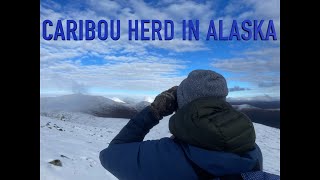 Caribou in Alaska [upl. by Euqinomahs974]