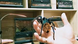 Greenbottle blue tarantula GBB big mama [upl. by Eerhs]