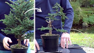 Creating a Spruce Bonsai  DIY [upl. by Gingras]