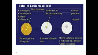 Beta Lactamase test [upl. by Ainiger]