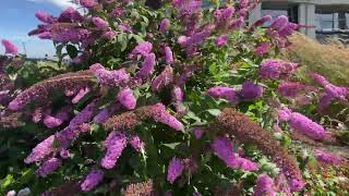 butterfly bush  Blooming Butterfly Bushes  best  beautiful 🌼🌸 [upl. by Eloc]