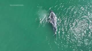 A Humpback whale is missing its flukes [upl. by Anaicilef]